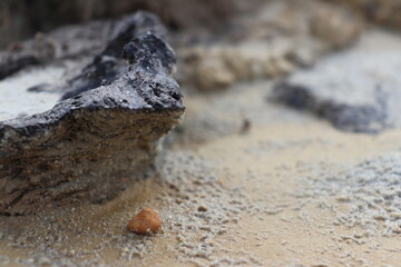 a background of fine sand and small rocks