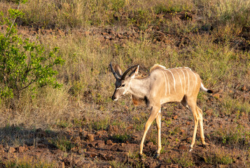 Juvenile kudu bull isolated in the wild in the Kruger National Park in South Africa