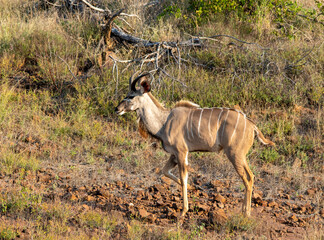 Juvenile kudu bull isolated in the wild in the Kruger National Park in South Africa