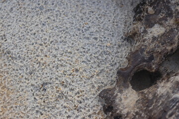 a background of fine sand and small rocks