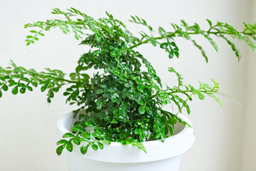 Fototapeta premium small trees in white pots for decoration in home garden , minimal plant tree with Feroniella lucida