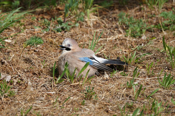 Eicheläher im Ameisenbad, Tessin