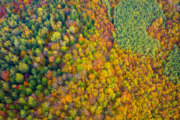 Aerial drone view over autumn forest. Colorful trees in the wood. Autumn forest aerial drone view. Autumn background, aerial drone view of beautiful forest landscape with autumn trees from above.