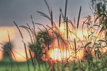 sunset in the grass