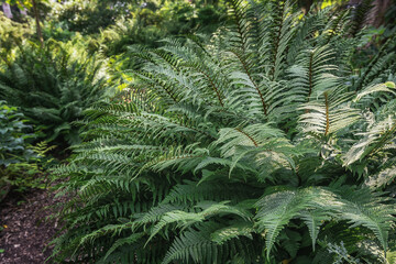Green growing fronds in nature. Sunlight