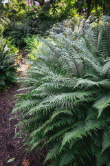 Green growing fronds in nature. Sunlight