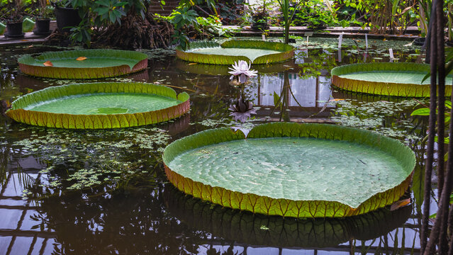 Giant Victorian water lily leaves at the Leiden Botanical Gardens, the Netherlands.