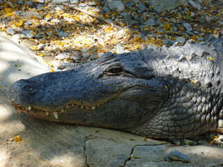 A close-up of a crocodile sleeping on a rocky surface - photo