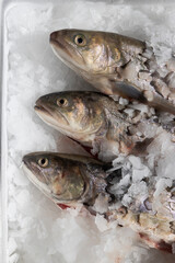 Drei frische Speisefische auf Eis gekühlt.