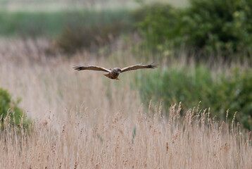 Western Marsh Harrier (Circus aeruginosus) Flying Low over a Reed bed at RSPB Titchwell in Norfolk