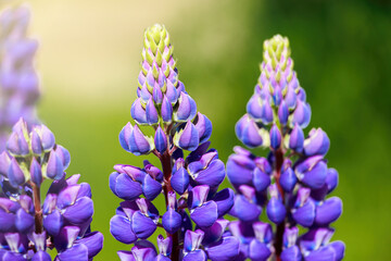 Purple lupine flowers in the sun. Blooming wild plants. Lupines field.