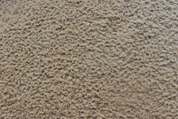 a background of fine sand and small rocks