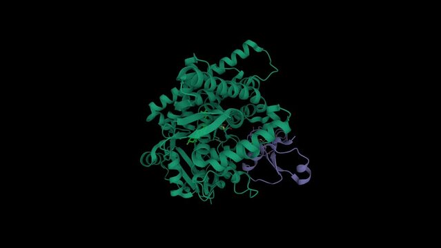 Human CYP11A1 in complex with adrenodoxin (violet) and cholesterol (bright green).  Animated 3D cartoon model, PDB 3n9y, black background.