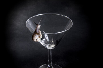 Grape snail on a glass transparent glass.