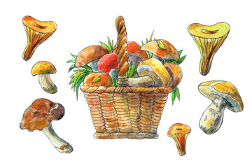 Watercolor set of mushrooms with a basket. Autumn illustration on white background.