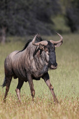 Fototapeta premium Blue Wildebeest or Brindled Gnu in the Kgalagadi