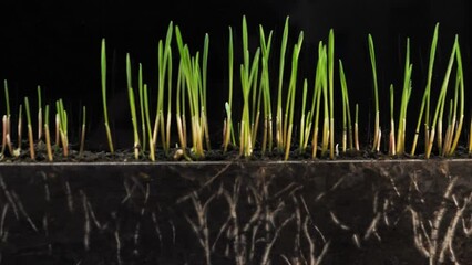 Green sprouts roots growing closeup. fresh organic green sprouts plant