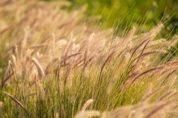 grass with tail in the wind