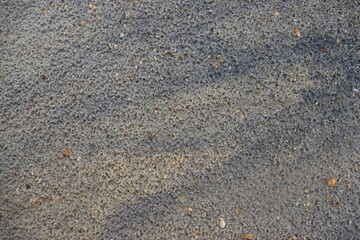 a background of fine sand and small rocks