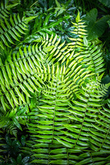 Topical fern is very beautiful plant in the forest.