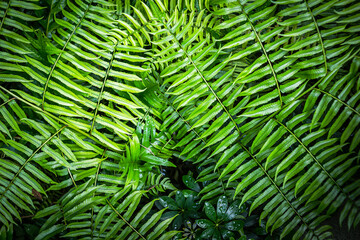 Topical fern is very beautiful plant in the forest.