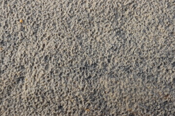 a background of fine sand and small rocks