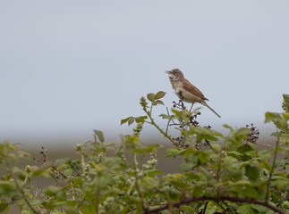 Common or Greater Whitethroat (Curruca communis) 