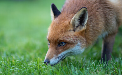 Naklejka na ściany i meble Fox (Vulpes vulpes) Portrait Sniffing the Ground on a Grass Lawn in the Evening.
