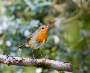 Robin perched on a Branch