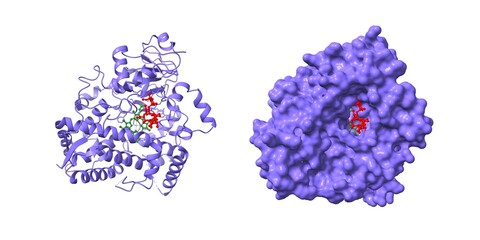 Crystal structure of human P450 3A4 in complex with erythromycin (red). The protoporphyrin is shown in green. 3D cartoon and Gaussian surface models, PDB 2j0D, white background.