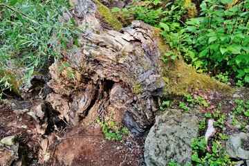 Baumruine im Naturschutzgebiet Rheinspitz, Österreich