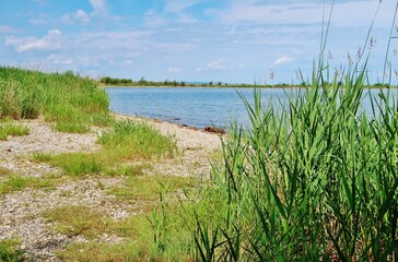 Rheindelta am Bodensee, Österreich