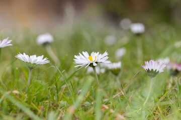 Daisies