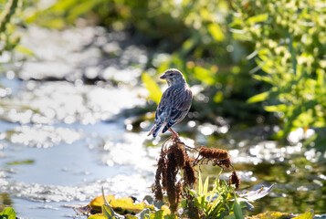A Common Linnet (Linaria cannabina) Perched on Vegetation next to a Lake.  Bright reflections and strong contrast.  Picture was taken into the sun.