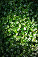 Closeup to Beautiful Pattern of Green and White Leaves Background