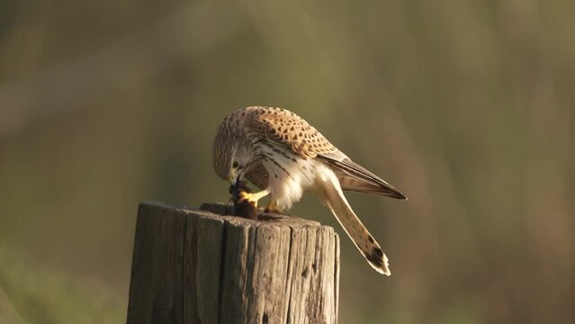 a Common Kestrel bird devouring a mouse prey with its sharp beak and claws