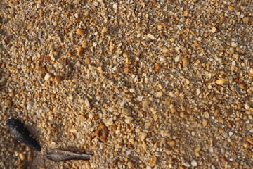 a background of fine sand and small rocks