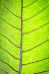 Close up leaves texture and background.