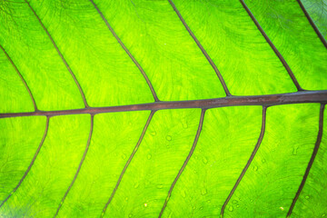 green leaf texture