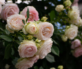 Fototapeta na wymiar Close up photo of pink roses against green leaves