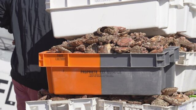 Fresh Scallops On Container Ready For Shipping. - close up