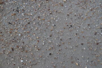 a background of fine sand and small rocks
