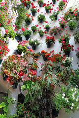 Cordoba flower festival in May 2022, or "the competition of balconies and fences."