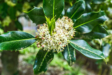 Macro_White_Blossoms