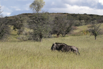 Fototapeta premium Blue Wildebeest or Brindled Gnu in the Kgalagadi