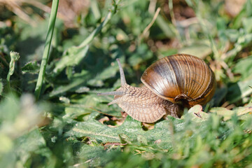 Weinbergschnecke