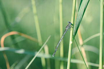 Libelle, Natur, biotop