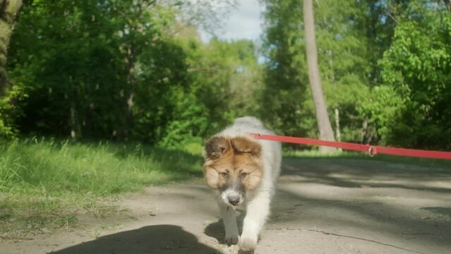 Adorable small shepherd puppy walking towards the camera in slow motion; walking the dog concept; summer morning in park 4K