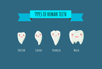 Vector illustration of tooth types. Collection of kawaii various healthy human teeth.  Anatomical differences in the shape of the incisor, canine, premolar and molar