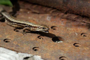 Lizard basking in the sun.